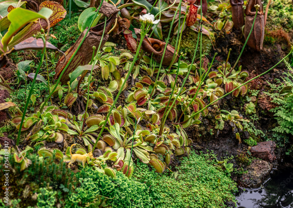 Predator Plants. Examples Dionaea, Venus flytrap, predatory plant. intricate details of its ...
