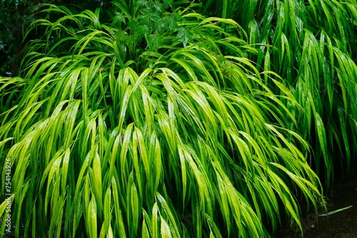 Naklejka 雨に濡れた山野草のフウチソウ