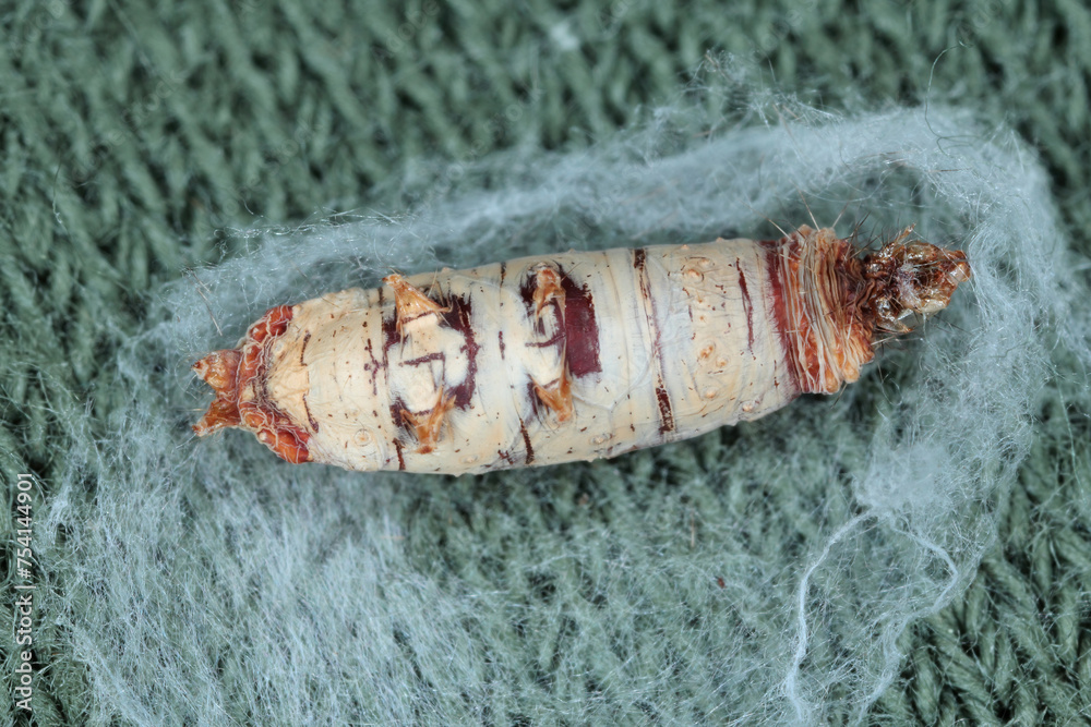 Butterfly, moth caterpillar parasitized and killed by parasitoid ...