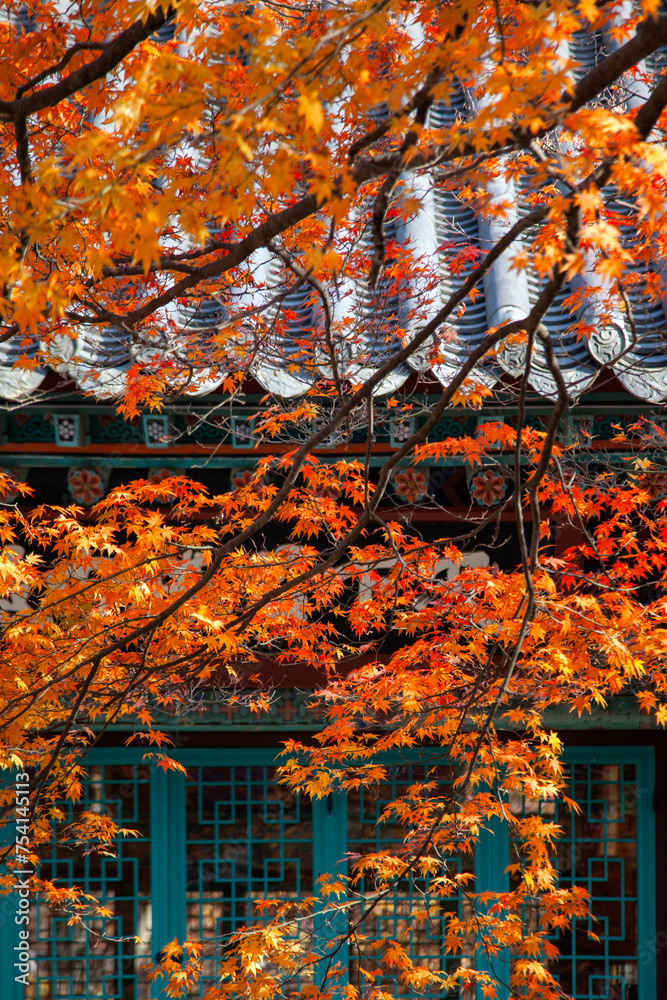 View of the autumn maple against the Buddhist temple building