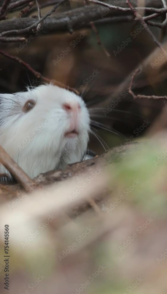 Shallow focus vertical shot of a guinea pig hiding between fallen trees branches sniffing the air Shallow focus vertical shot of a guinea pig hiding between fallen trees branches sniffing the air