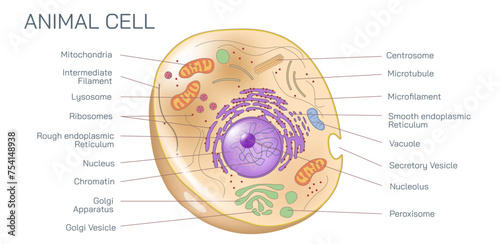 Animal cells are eukaryotic cells enclosed by a cell membrane. Internally, it comprises of various cell organelles and a membrane-bound nucleus vector illustration.