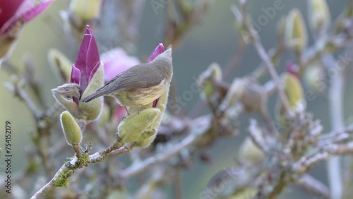 Taiwan yuhina eating from flower
