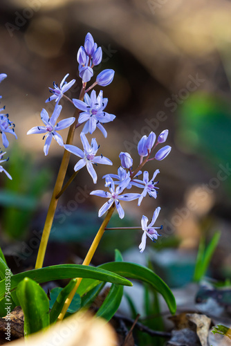 Scilla bifolia, the alpine squill or two-leaf squill, is a herbaceous perennial plant of the family Asparagaceae. Art photo of the early flowering plant Scilla bifolia, the alpine squill