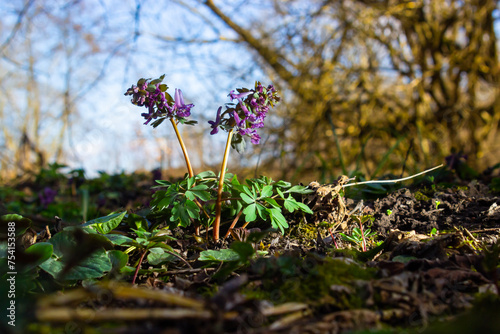 Corydalis. Corydalis solida. Violet flower forest blooming in spring. The first spring flower, purple. Wild corydalis in nature photo