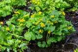In spring, caltha palustris grows in the moist alder forest. Early spring, wetlands, flooded forest