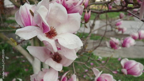 Magnolia is a large genus of flowering plant species in subfamily Magnolioideae of the family Magnoliaceae. Beautiful blooming pink white flowers and buds of magnolia. Magnolia soulangeana in garden photo