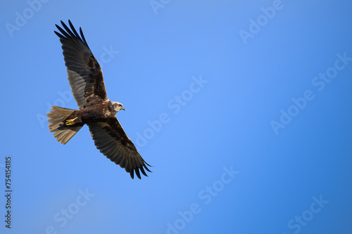 Female marsh harrier in flight