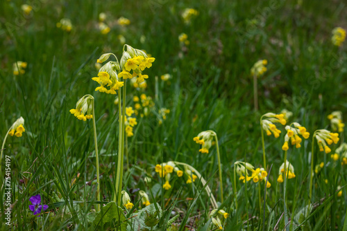 Yellow Primula veris cowslip, common cowslip, cowslip primrose on soft green background.Selective focus © Oleh Marchak