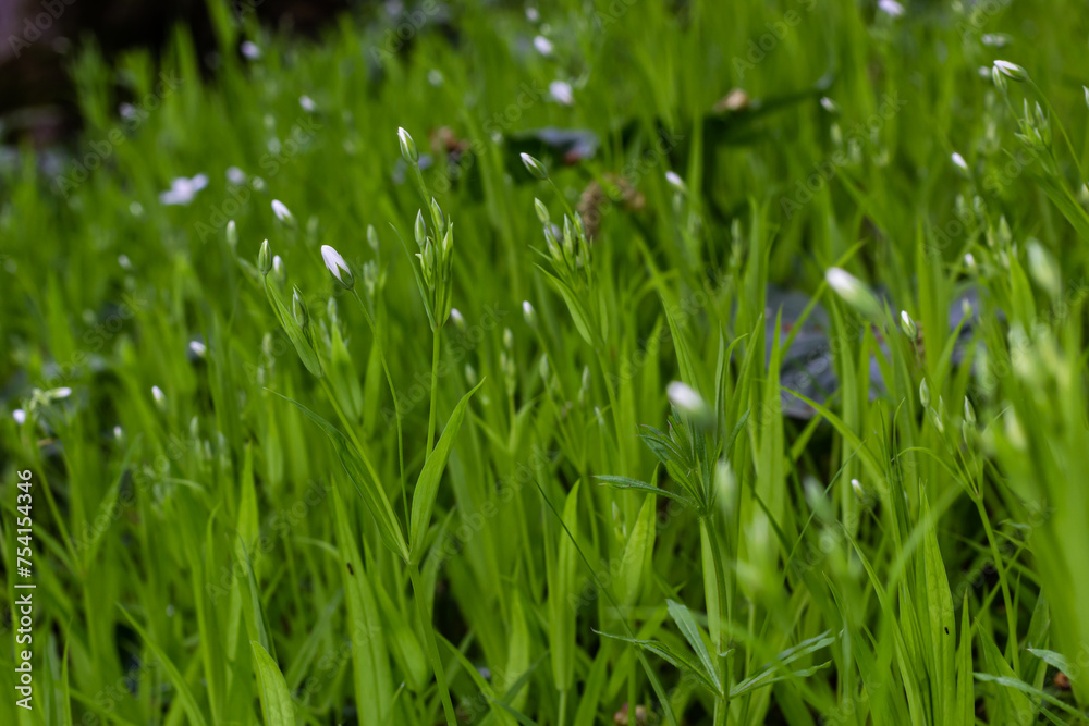 Stellaria holostea or greater stitchwort - is a perennial herbaceous flowering plant in the carnation family Caryophyllaceae. A traditional British spring flower Stellaria holostea or greater stitchwort - is a perennial herbaceous flowering plant in the carnation family Caryophyllaceae. A traditional British spring flower