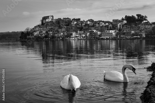 Les cygnes photo