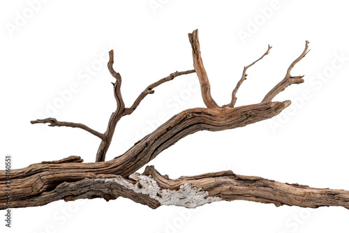tree trunk isolated on white background © Anek