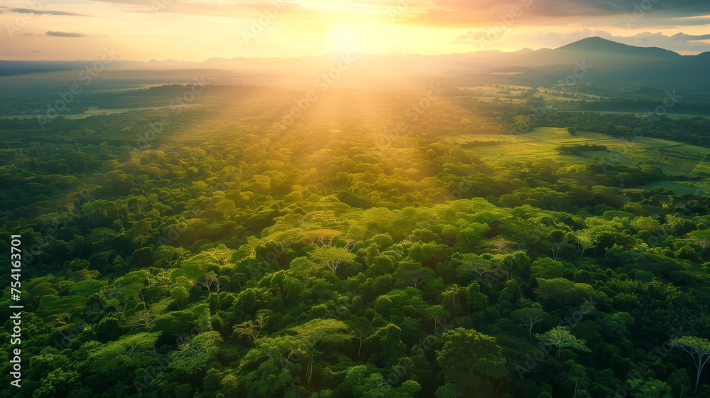 Stunning aerial view of a lush green jungle forest landscape at sunrise/sunset.
