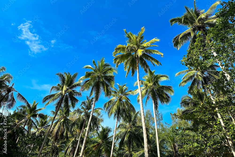 The tropical palm trees island with blue water as white beach natural island scene.
