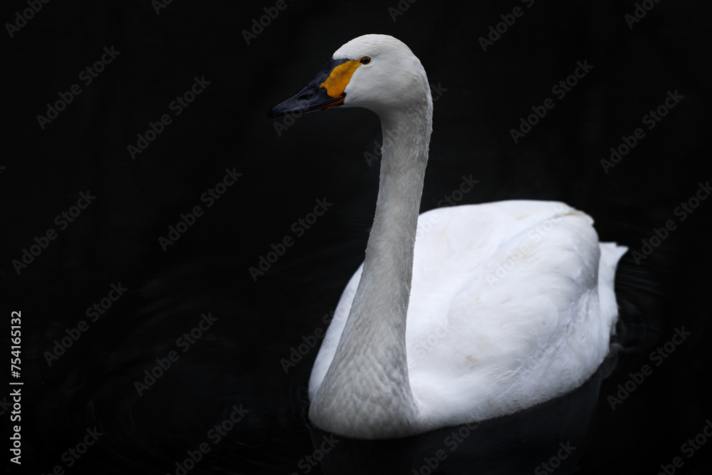 Fototapeta premium Bewicks tundra swan, Cygnus columbianus bewickii, white goose bird on the dark river, Germany in Europe. Bird in the black water.