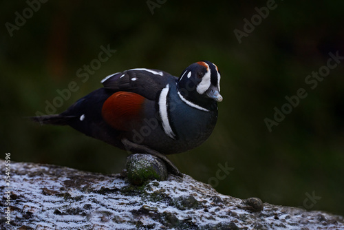 Konstfotografi Harlequin duck, Histrionicus histrionicus, blue red white water bird in the nature habitat, snow on the USA coast