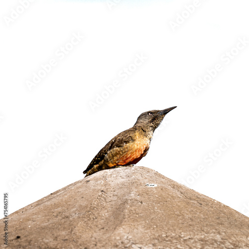 Ground woodpecker