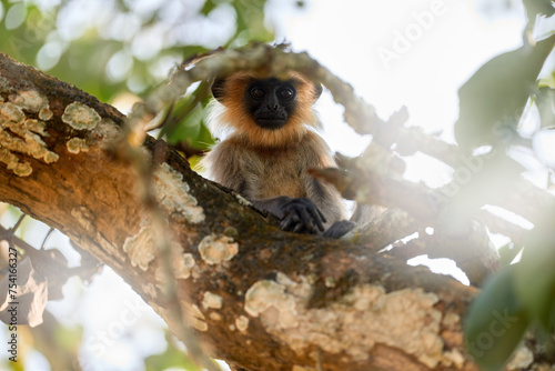 Malabar Sacred Langur, Semnopithecus hypoleucos, grey monkey in the nature habitat. Langur in the dry forest, evening light in trees, Kabibi Nagarhole NP in India. Asia, nature wildlife.