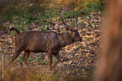 Sambar, Rusa unicolor, in the nature habitat, Kabini Nagarhole NP, India. Wild deer in the grass, nature wildlife. Sambar, animla native to the India in Asia photo