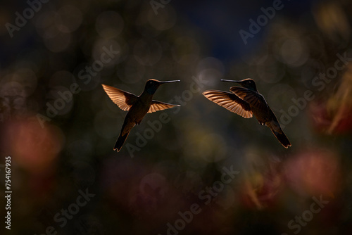 Talamanca admirable hummingbird, Eugenes spectabilis, portrait of beautiful bird with evening light. Wildlife scene from nature. Sunset with hummingbirds in fly. Tapantí NP, Costa Rica. Wildlife.