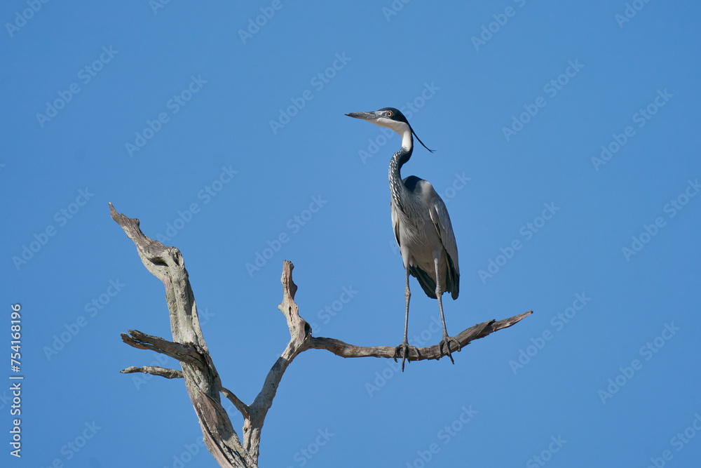 Black-headed Heron (Ardea melanocephala) perched in a tree against a blue sky in South Luangwa National Park, Zambia Black-headed Heron (Ardea melanocephala) perched in a tree against a blue sky in South Luangwa National Park, Zambia