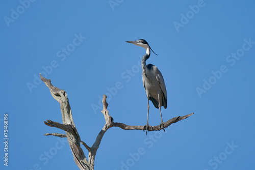 Black-headed Heron (Ardea melanocephala) perched in a tree against a blue sky in South Luangwa National Park, Zambia