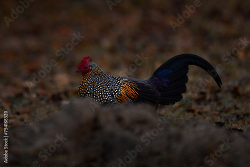 Grey Junglefowl, Gallus sonneratii, bird in the nature habitat, Kabini Nagarhole NP in India. Cock witih long tail and red head. Hen in the forest, nature wildlife. Birdwatching in Asia. photo