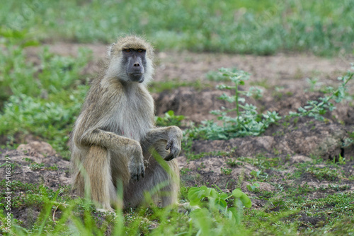 Troop of Yellow Baboon (Papio cynocephalus) feeding on grassland in South Luangwa National Park, Zambia