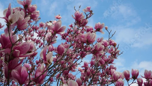 Magnolia is a large genus of flowering plant species in subfamily Magnolioideae of the family Magnoliaceae. Beautiful blooming pink white flowers and buds of magnolia. Magnolia soulangeana in garden photo