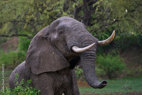 Large male African Elephant (Loxodonta africana) browsing in South Luangwa National Park, Zambia       photo