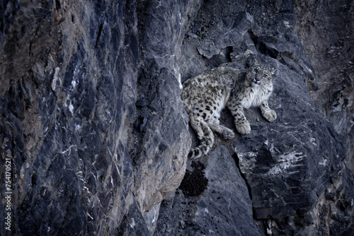 Snow leporad in the nature mountain habitat, Spiti Valley, Himalayas in India. Snow leopard Panthera uncia in the rock, wildlife nature. Wild car, rare animal in India.