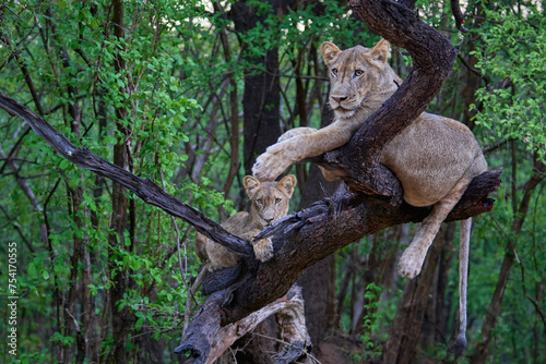 Young male Lion (Panthera leo) resting on the dead branch of a tree in South Luangwa National Park, Zambia