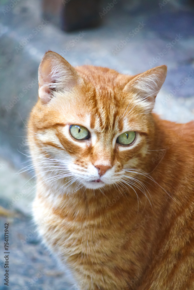 close-up portrait of an orange cat with striking green eyes. Its fur features a mix of light and dark orange stripes, and its pointed ears and visible whiskers add to its captivating expression