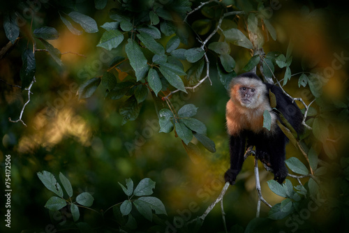 White-faced capuchin, Cebus imitator, monkey in the evening sunset forest, Río Tarcoles in Costa Rica. Capuchin the forest tree nature habitat. Mammal tropic wildlife. Traveling in the Central America photo