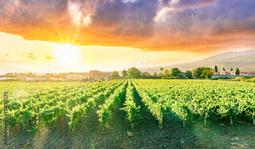 rows of wineyard with grape on a winery during sunset, panoramic view of wine farm with grape plantation in Italy photo