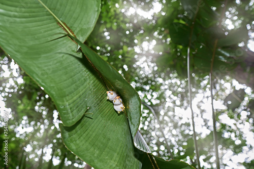 Costa Rica nature. Honduran white bat, Ectophylla alba, cute white fur coat bats hidden in the green leaves, Braulio Carrillo NP in Costa Rica. Mammals in forest, tropic junge. photo
