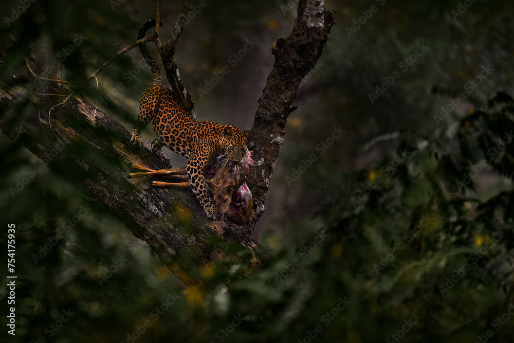 India wildlife, leopard on the tree with catch chital spotted deer in forestforest. Indian leopard, Panthera pardus fusca, in nature habitat, Kabini Nagarhole NP in India. Big cat behaviour in Asia.