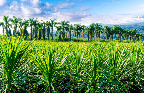 Fototapeta Naklejka Na Ścianę i Meble -  green ananas plantation open air with green field with leaves and plants in pots on foreground and palm trees with beautiful blue cloudy sky above mountains on background