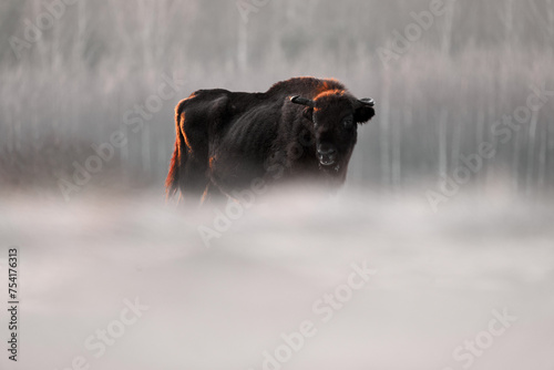 Poland snow winter wildlife. Europhean Bison, Bison bonasus, big brown animal in the nature habitat, s, Bialowieza NP, Poland. Wildlife scene from nature. Big brown European bison.