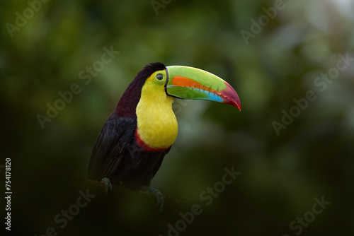 Costa Rica nature, tucan on tree branch. Keel-billed Toucan, Ramphastos sulfuratus, bird with big bill, sitting on the branch in the forest, Boca Tapada, green vegetation, Costa Rica.