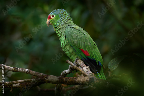 Costa Rica wildlife. parrot in the habitat. Red-lored Parrot, Amazona autumnalis, portrait of light green parrot with red head, Costa Rica. Wildlife scene from tropical nature.