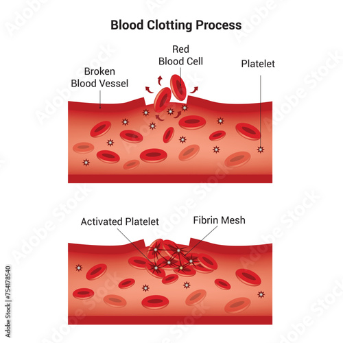 Blood Clotting Process Science Design Vector Illustration Diagram