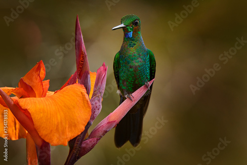 Costa Rica wildlife. Green-crowned Brilliant, Heliodoxa jacula, beautiful bloom. Heliconia red flower with green hummingbird, La Paz Waterfall Garden, Volcan Poas NP in Costa Rica. Bird sucking nectar photo