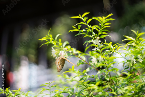 Diurnal butterflies are small  flying  daytime insects belonging to the Lepidoptera order. There are many types  some with few colors and many colorful ones