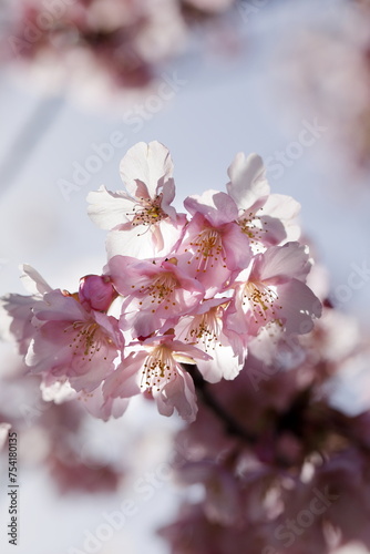 春の日差しを受けて綺麗に咲いた河津桜