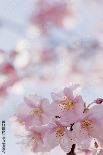 Fototapeta Naklejka Na Ścianę i Meble -  春の日差しを受けて綺麗に咲いた河津桜