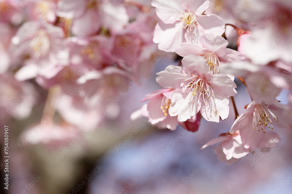 Fototapeta premium 春の日差しを受けて綺麗に咲いた河津桜