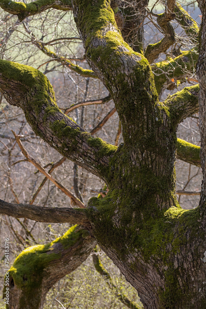 Fototapeta premium old moss covered tree in the forest