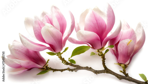 Pink magnolias isolated on white background, cut out