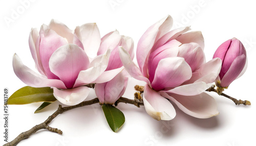 Pink magnolias isolated on white background  cut out